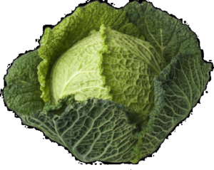 Cabbage