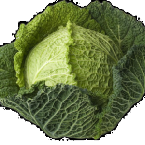 Cabbage